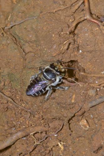 Réf. 225 346 : Megachile sp.